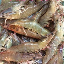 基围虾食用活虾