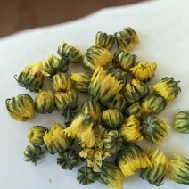 杭白菊北京菊精品胎菊王
