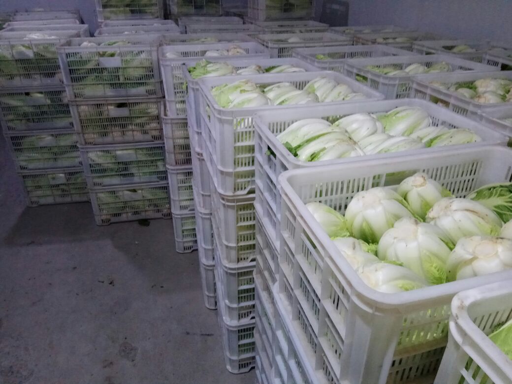 白菜科学储存可视化指南:左图展示阴凉立放+保湿覆盖的标准做法;右图呈现高温堆叠+强光照射的错误范例,突出环境温湿度对苦味生成的关键影响 白菜储存对比示意图:左侧为正确方式——整颗根部朝下立于竹筐中,覆盖半湿麻布;右侧为错误方式——散乱堆叠于阳光直射窗台,叶片卷曲发黄