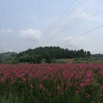 紫薇2~4cm2.5~3米3米以上
