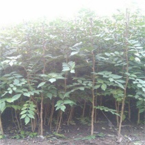 花椒树1.1~1.5m