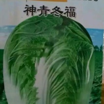 白菜种子