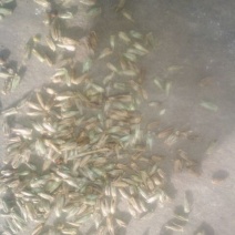 牛膝种子