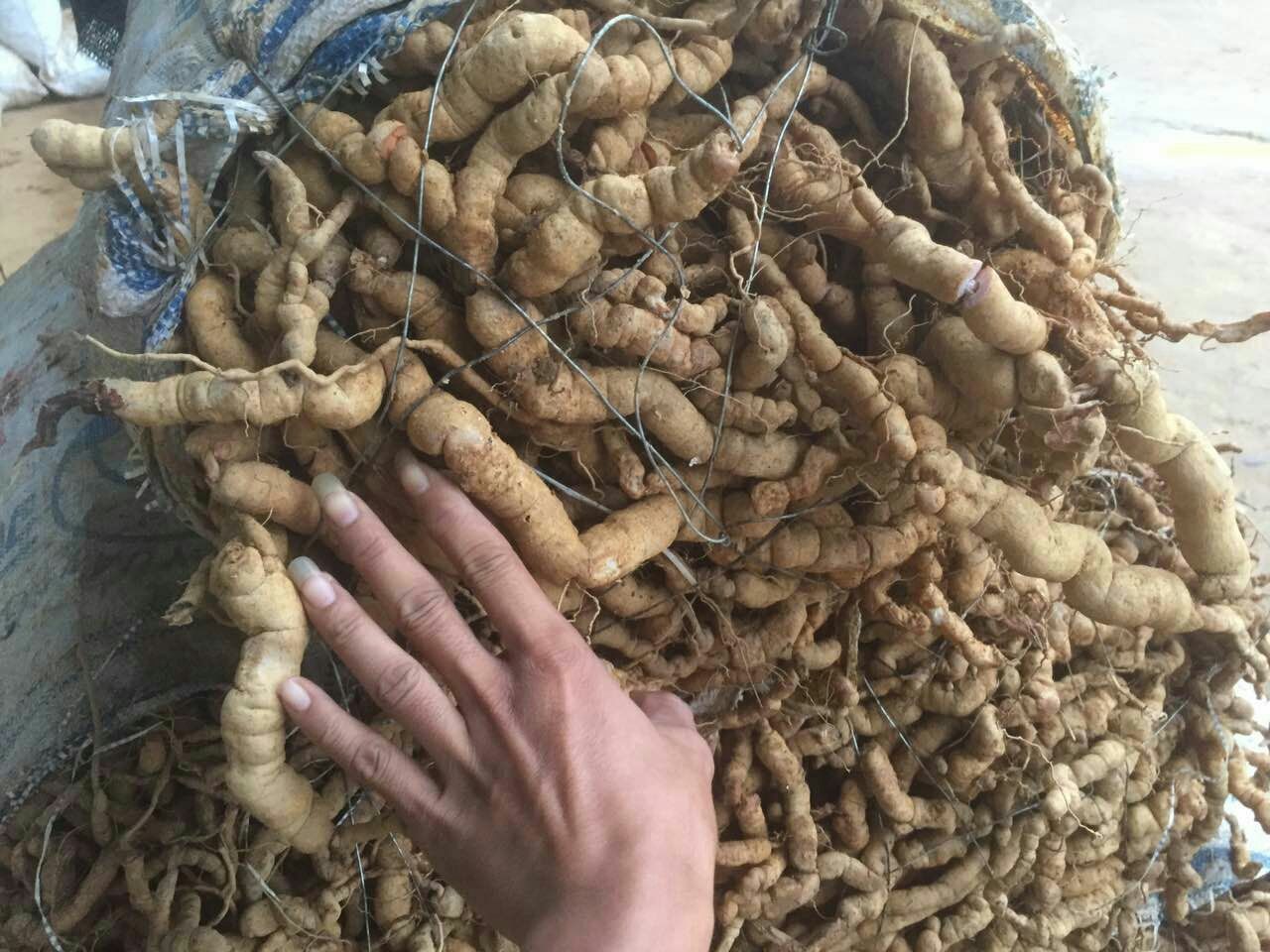 南非醉茄干燥根药材高清横切与纵切图:清晰显示浅棕黄色外皮、类白色粉质断面、纵向皱纹及皮孔结构,无任何长茄果实组织特征 南非醉茄干燥根药材特写:呈不规则圆柱形或纺锤形,长5–15 cm,直径0.5–2 cm;表面浅棕黄色至灰棕色,具纵皱纹与横向皮孔;断面类白色,粉性,气微香,味微苦后甘