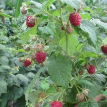 树莓苗30~50cm