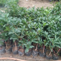 桂花苗30~50cm