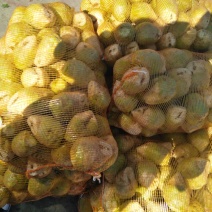 芥菜头2两以上量大质优