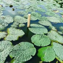 苏芡包装