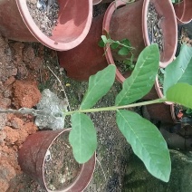 台湾珍珠番石榴苗四季芭乐珍珠番石榴苗，可发全国