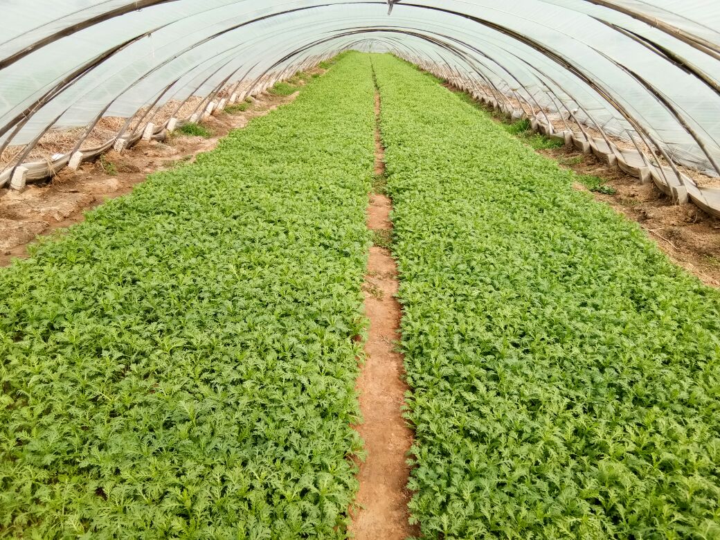 茼蒿移栽后采收示意图