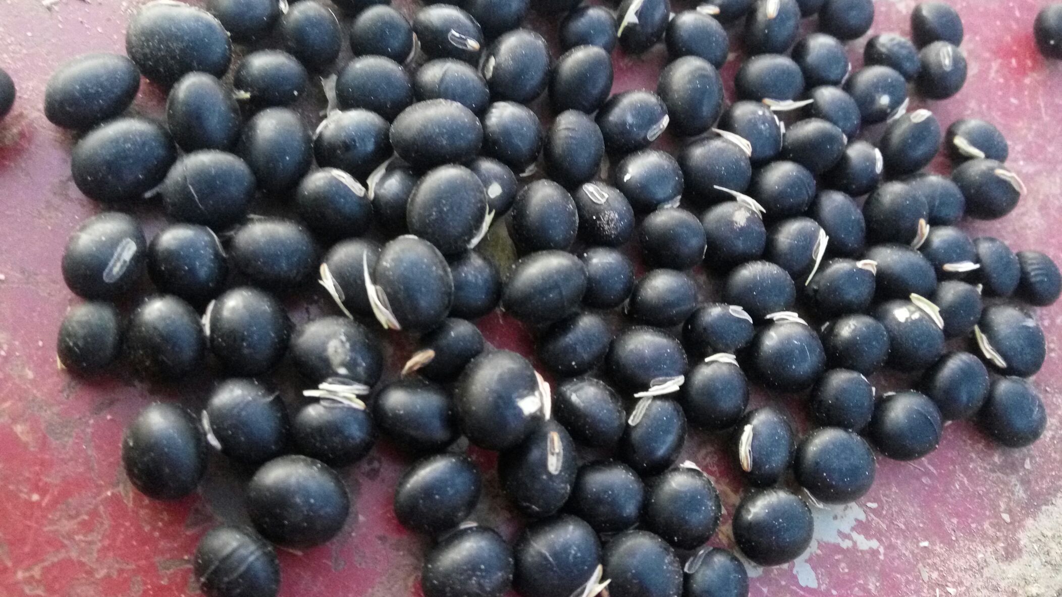 显微摄影展示黑豆种子发芽72小时过程,左侧为未发芽黑豆横切面(富含棉子糖晶体),右侧为发芽黑豆(胚轴伸长,子叶淀粉层降解,FODMAPs显著减少) 黑豆发芽前后FODMAPs含量对比图