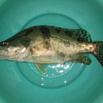 班桂鱼食用活鱼10~20cm