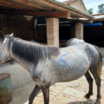 肉马400~500kg