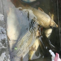 河鲤鱼食用1~2公斤