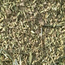茴香籽