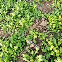 荠菜10cm以上