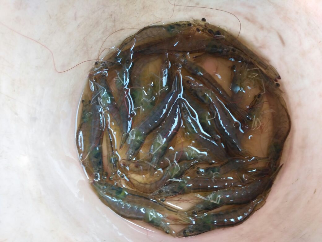 南美白对虾养殖桶内景