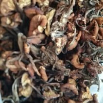 襄阳树秋菌名青冈菌10斤起批，500斤包邮