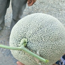西州蜜瓜5斤以上椭圆形