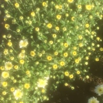 野菊花颗粒
