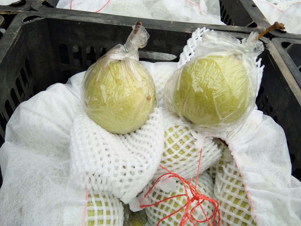 自制鸭梨醋发酵过程