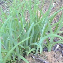黄花菜种苗高产4月花