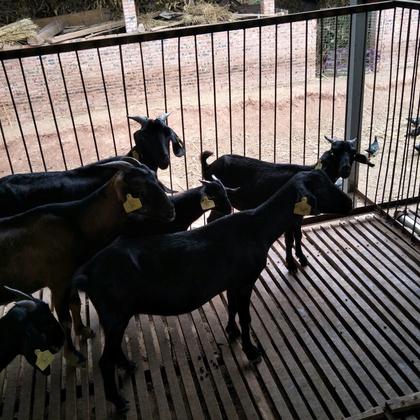 肉羊 30~50斤/头努比亚种公羊  黑山羊  努比亚黑山羊  免费送货杂交
