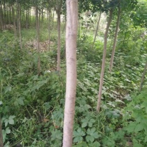 大叶女贞14~16cm