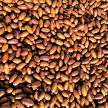 茧蛹