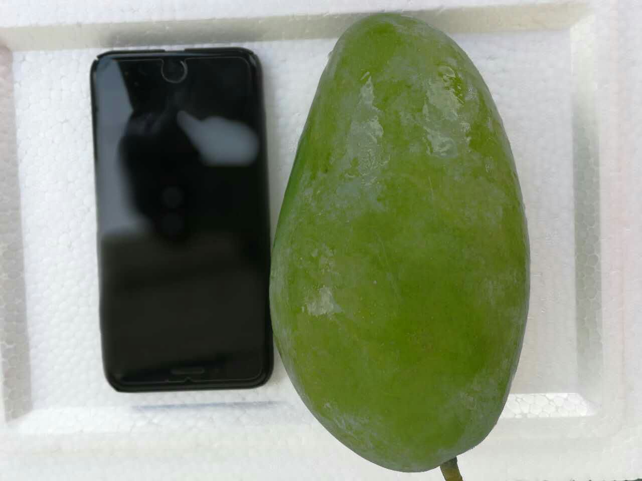 一颗完整的成熟大青芒,果皮呈鲜亮青绿色,表面光滑有光泽,果实呈椭圆状,放置于白色背景板上,旁边配有尺子展示尺寸比例,突出其大型特征 大青芒特写