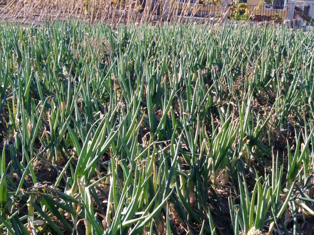 一片广阔的农田中,整齐排列的章丘铁杆大葱正在生长,葱株高大挺拔,葱白部分明显露出地面,绿叶青翠,背景为山东章丘典型的平原农作区,阳光充足,土壤呈沙壤质地 章丘铁杆大葱田间生长实景