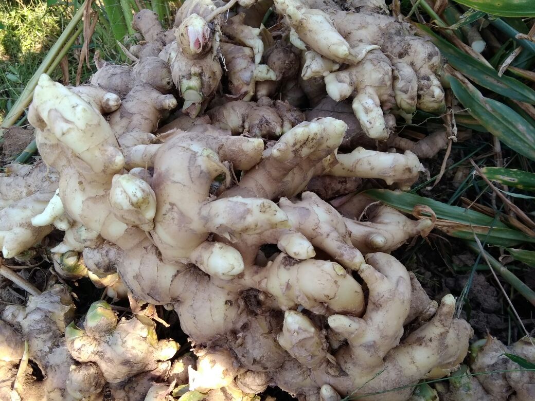 一名农户在浙江台州某生态农场手工挖掘刚成熟的面姜,阳光透过树叶洒落在姜块上,露出浅黄色的根茎,周围堆放着装满新鲜面姜的竹筐,体现原产地直采的农产品品质特征 一位农民正在田间采收新鲜面姜,土壤湿润,姜块带泥,叶片翠绿,背景为浙东丘陵地貌