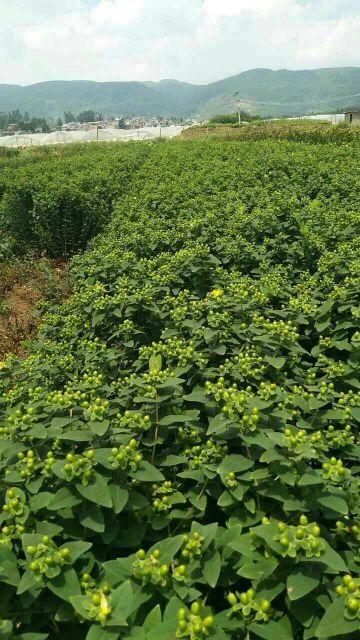 火龙珠种苗,精品种苗多年实践经验,培育出优良的好苗放心购