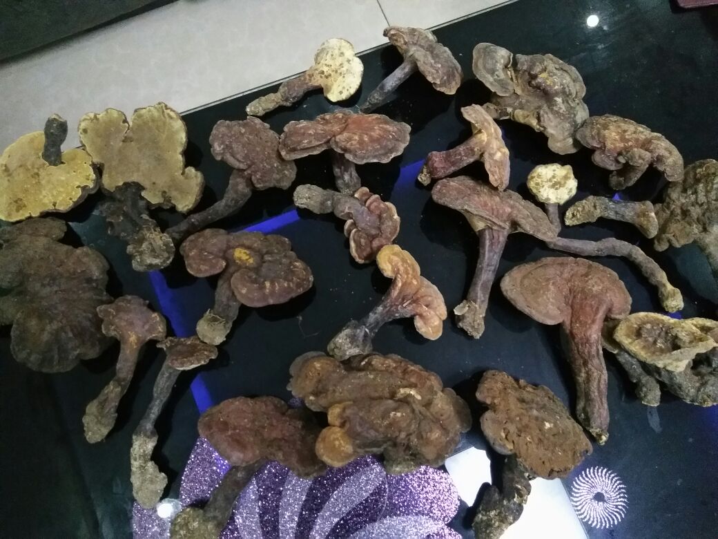 一张展示台上的赤灵芝系列产品:左侧为整株赤灵芝,中间为玻璃瓶装赤灵芝孢子粉,右侧为赤灵芝提取物胶囊;背景为简约中式养生风格桌面,搭配茶具与草本植物,传达健康生活理念 赤灵芝深加工产品展示