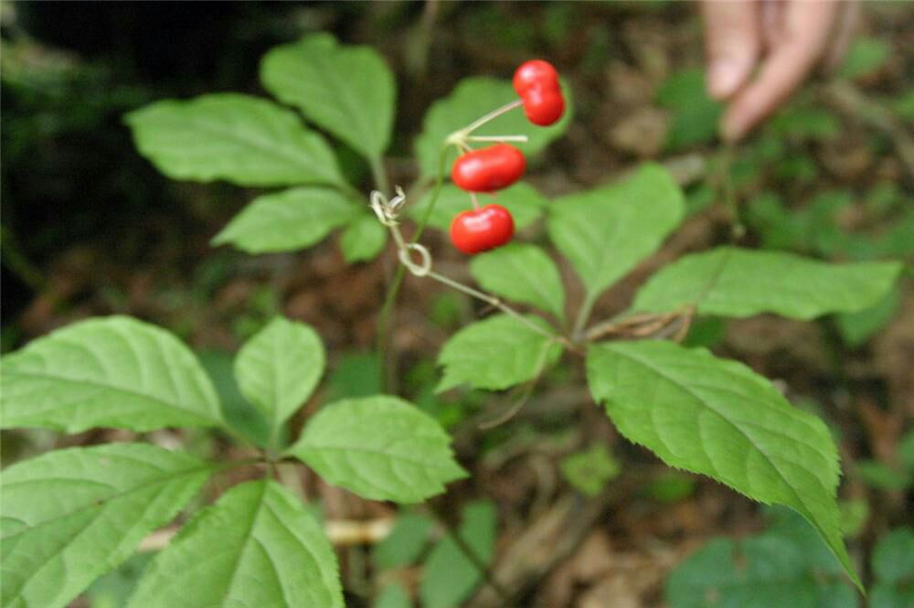 一株完整的野生山参植株,展示其细长弯曲的主根、密集的横向环纹、明显的芦头结构及如人形般的分叉形态;背景为湿润腐殖土与落叶覆盖的森林地面,光线柔和,突出其天然生长环境 野山参植株特写