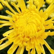 菊花茶特级