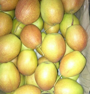 深州水果基地正宗库尔勒杂交, 红香苏梨