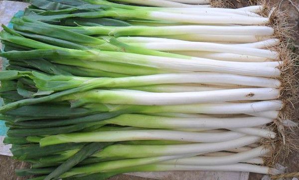 大葱营养成分对比表