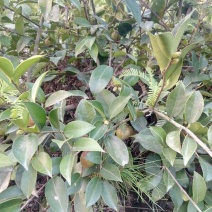 油茶鲜果40g以下
