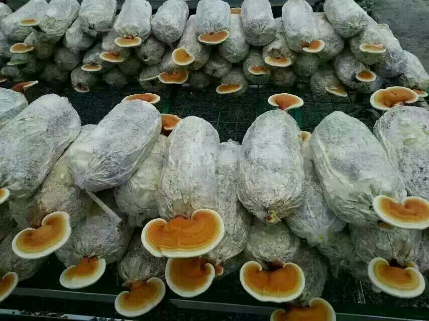 高清微距图:左侧为深褐色干燥灵芝切片(边缘锐利、纹理清晰),右侧为棕红色新鲜灵芝菌盖断面(湿润有光泽、组织饱满柔软),两者并排摆放于木质砧板上,背景虚化突出质感差异 灵芝干品与鲜品对比特写