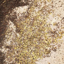 甘蓝型油菜籽1级