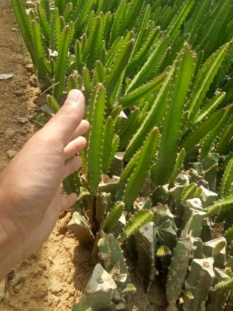 红心火龙果苗3050成苗