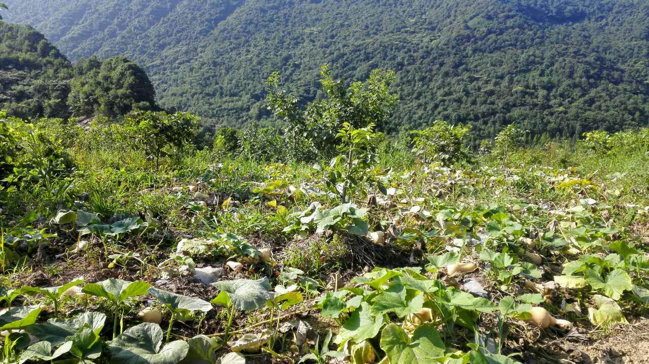 奶油南瓜生长在南美安第斯山区的传统农田中，周围是梯田地貌和远处的雪山