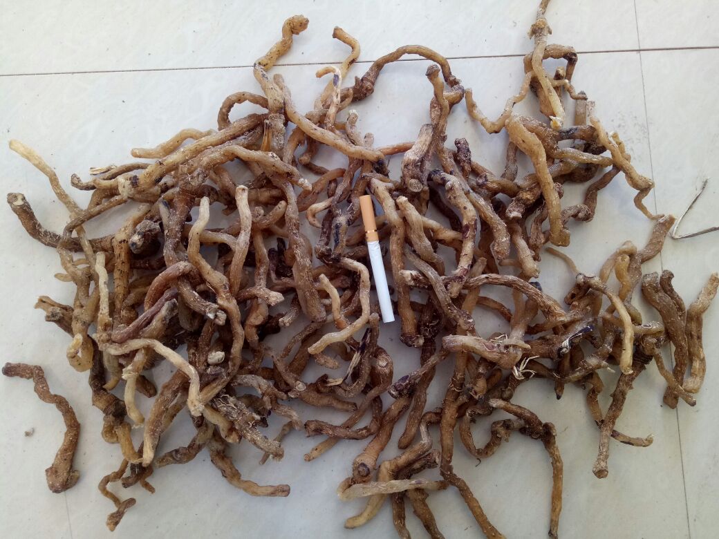 中药房中摆放的干燥植物根部药材对比