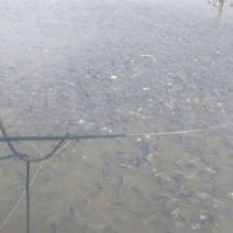 鲫鱼食用