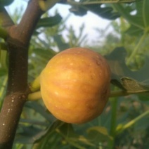 无花果树1~1.5m一年苗二年苗保品种量大从优
