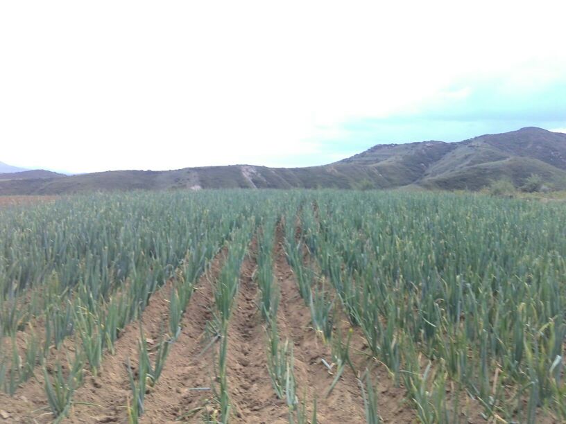 章丘大葱品牌推广活动现场