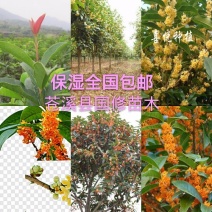 金桂花树苗1米以上包湿包装发苗基地直销