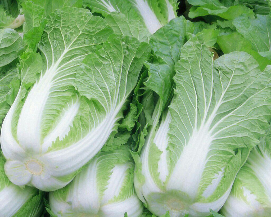 二青白菜切片特写图