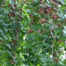 白果